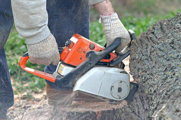 How Our Tree Care Process Works  in  Grant, MI