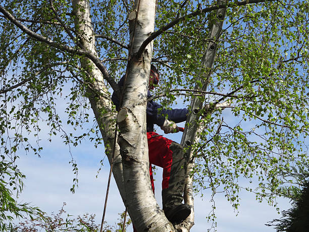 Trusted Grant, MI Tree Care Experts